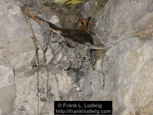 Robin in the Shed 5